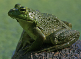 Bullfrog